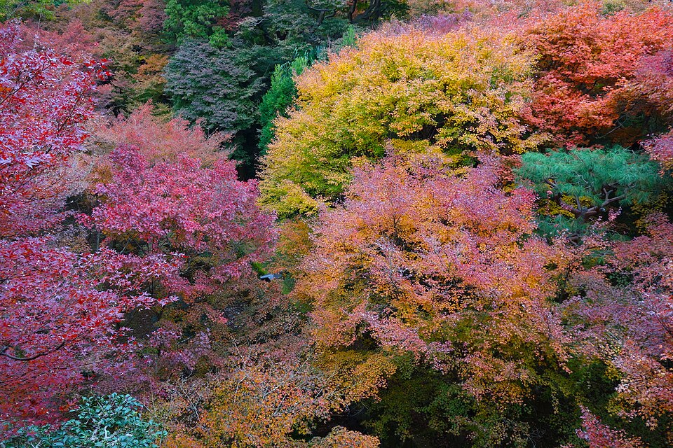 Aceri rossi d'autunno al tempio Tōfuku-ji di Kyoto